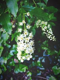 Close-up of white flowers