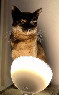 Close-up of cat looking away at home