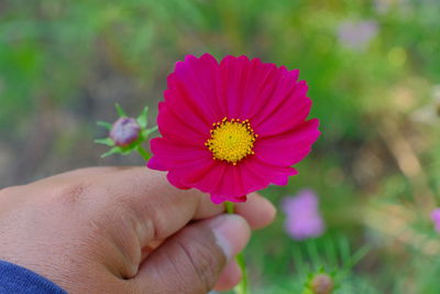Close-up of hand holding pink flower