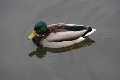 High angle view of mallard duck swimming on lake