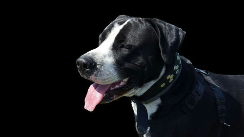 Close-up of dog sticking out tongue against black background