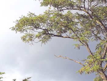 Low angle view of bird on tree against sky