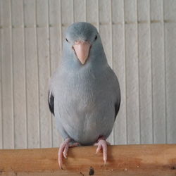Close-up of pigeon perching on table