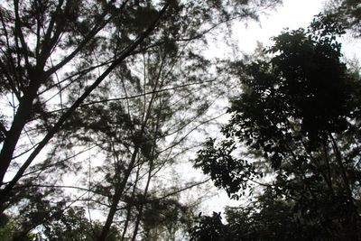 Low angle view of trees in forest against sky