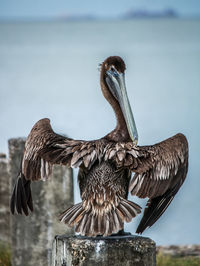 Low angle view of eagle flying against sky