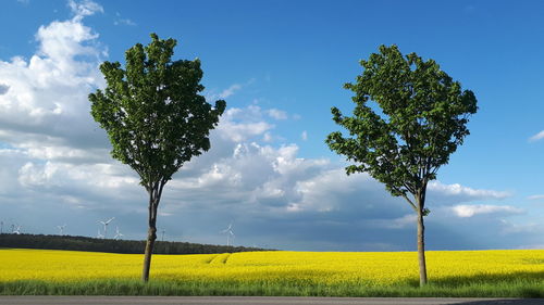 Scenic view of oilseed rape field against sky