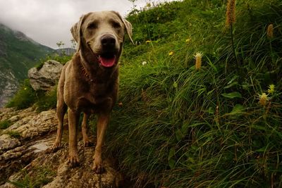 Portrait of dog standing on grass