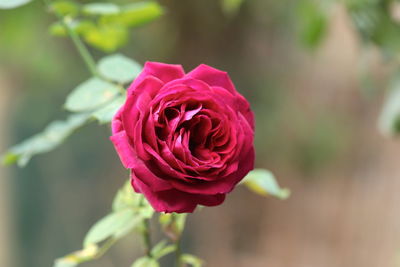 Close-up of pink rose