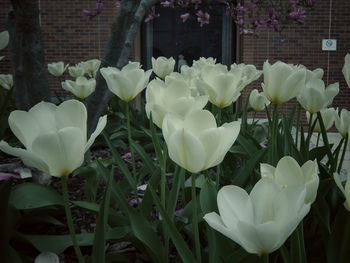 Close-up of white flowers blooming outdoors