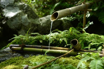 Close-up of water fountain against plants in garden