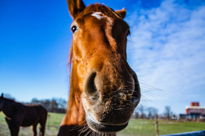 Close-up of horse in ranch against sky