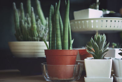 Close up succulent in white pot against black background