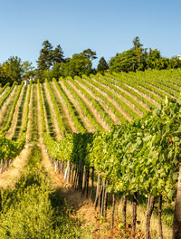 Scenic view of vineyard against sky