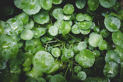 Full frame shot of wet leaves