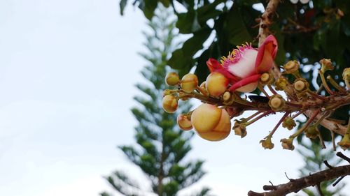 Low angle view of flowering tree against sky