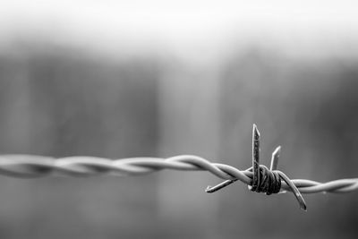 Close-up of barbed wire