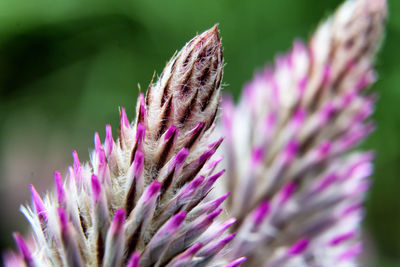 Close-up of pink flower