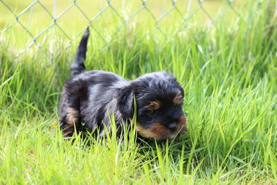 Portrait of puppy on field