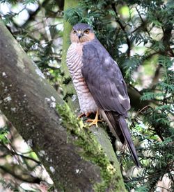 Low angle view of eagle perching on tree