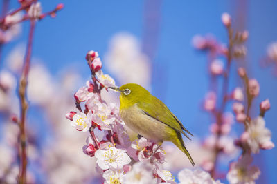 Plum and whiteeyes　at osaka castle park