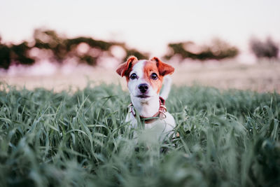 Portrait of dog sticking out tongue on field