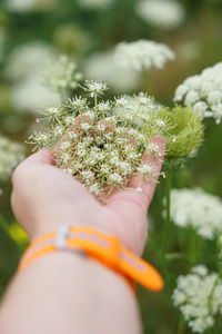 Cropped hand of woman holding plant