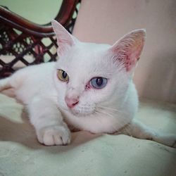 Close-up portrait of a cat