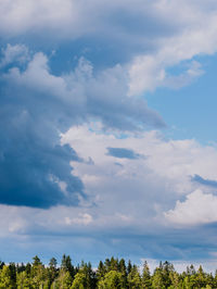 Low angle view of trees against sky