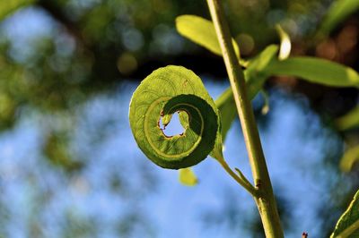 Close-up of spiral leaf