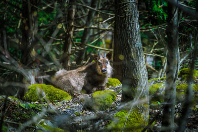 Portrait of squirrel on tree trunk in forest