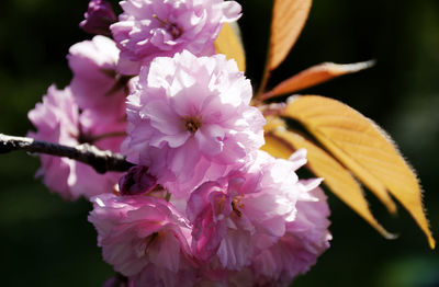 Close-up of pink cherry blossom