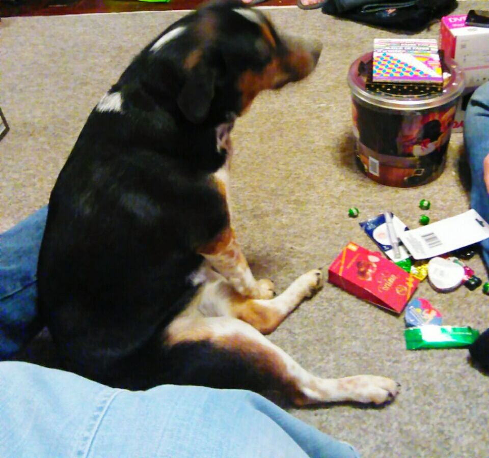 dog, one animal, pets, domestic animals, animal themes, sitting, high angle view, day, indoors, low section, mammal, no people, full length, close-up