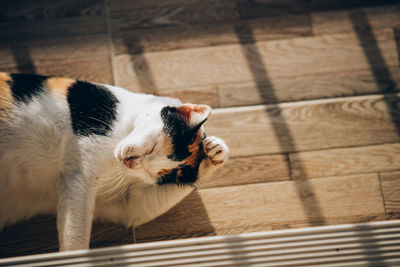 High angle view of a dog