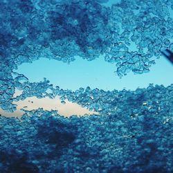 Close-up of jellyfish against blue sky