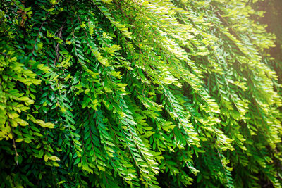 Close-up of fern leaves