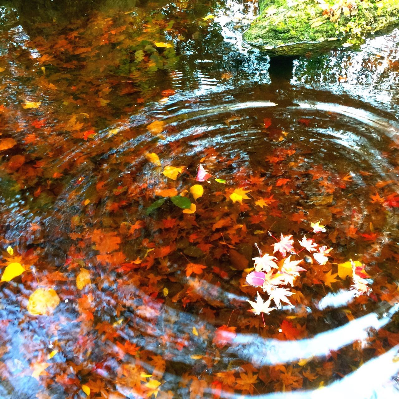 water, autumn, leaf, nature, change, high angle view, reflection, tree, pond, beauty in nature, outdoors, orange color, day, rock - object, close-up, no people, tranquility, waterfront, rippled, floating on water
