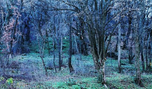 Trees in forest