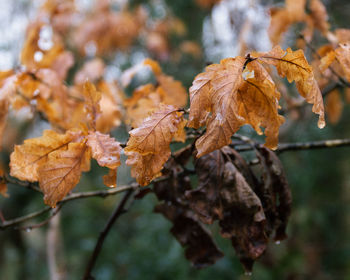 Close-up of dried leaves