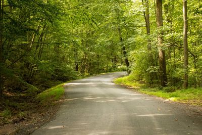 Road amidst trees in forest