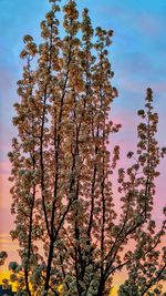 Low angle view of flower tree against sky