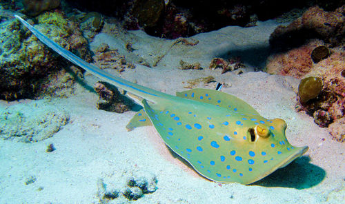 Close-up of fish swimming in sea