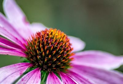 Close-up of purple coneflower blooming outdoors