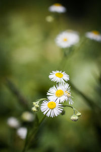 Close-up of yellow flowers blooming outdoors