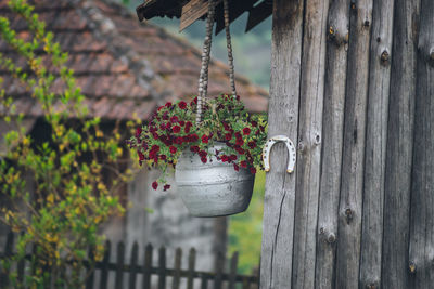Close-up of potted plant hanging on fence