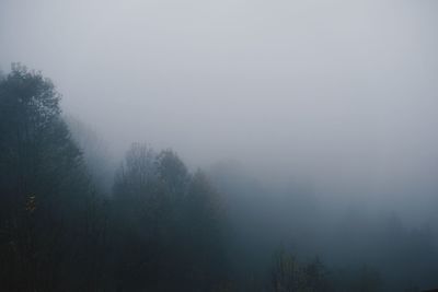 Trees in forest against sky at foggy weather