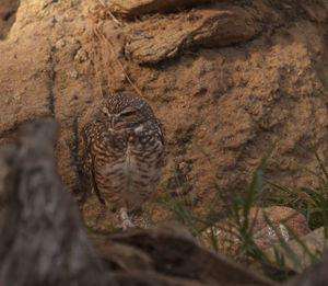 Close-up of owl on rock
