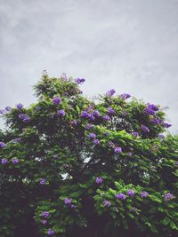 Low angle view of flower tree against sky