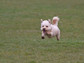 Dog running on field