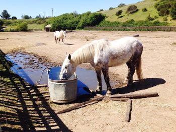 Horse drinking water from container on field against clear sky
