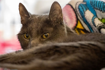 Close-up portrait of a cat